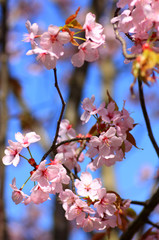 Baumblüte