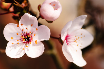 Asian plum blossom macro