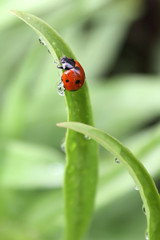 Ladybug