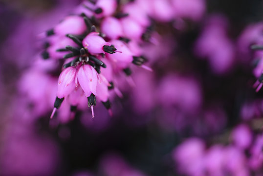 Fototapeta Romantic background with purple flowers