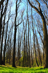 Spring forest