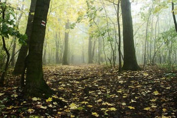 Fototapeta premium autumnal still life in deciduous temperate forest