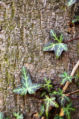 Ivy leaves