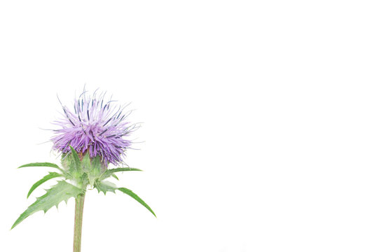 fiore di cardo