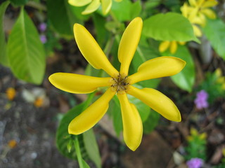 Fleur de tiaré