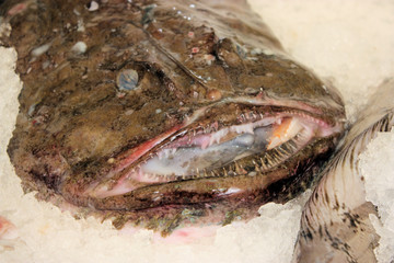 seeteufel - lophiidae, lophius