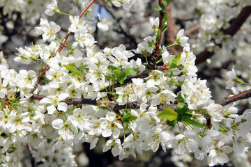 Apple Tree in Bloom