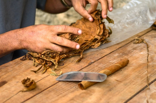 Making Of Cuban Cigar