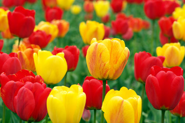 Obrazy na Szkle  Kolorowe tulipany