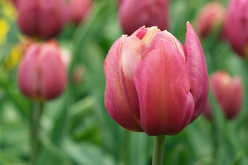 Fototapeta premium Tulips close-up