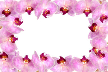 Fototapeta na wymiar Orchideen 18