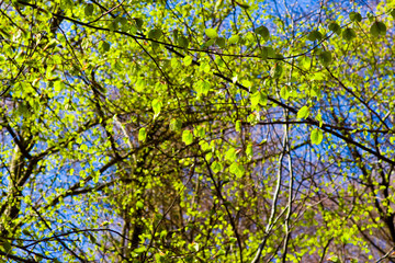 Fototapeta premium Spring Leaves