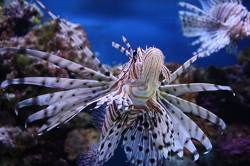 Fototapeta na wymiar Lionfish - Pterois volitans