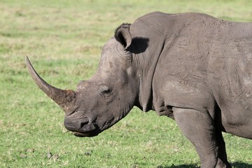 Fototapeta premium White Rhino Portrait