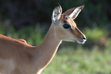 Impala Antelope Lamb