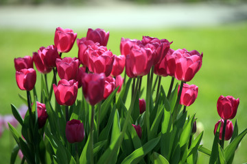 Tulips in a garden.