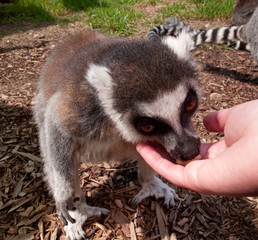 Lemur eating out of hand