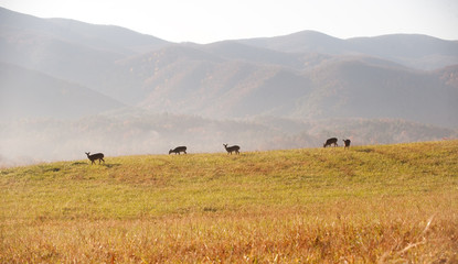 Whitetail deer on hillside