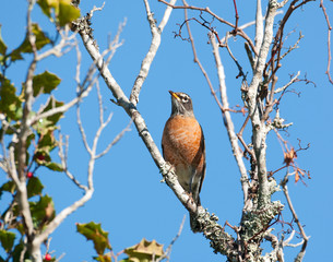 Robin in a tree