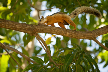 Variegated squirrel (Sciurus variegatoides) on a branch.