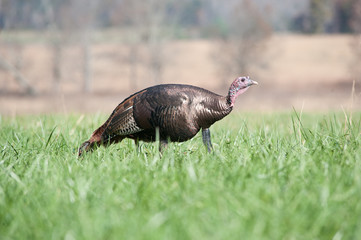 Wild turkey