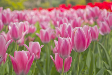 チューリップ畑