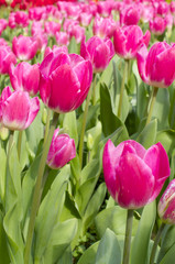 Fototapeta premium Czerwony tulipan