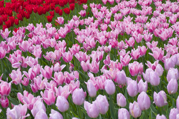 チューリップ畑