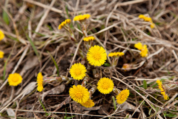 Taraxacum officinale