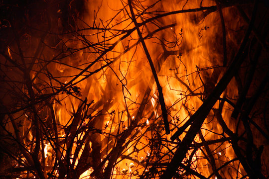 Forest Fire