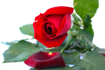 Red rose