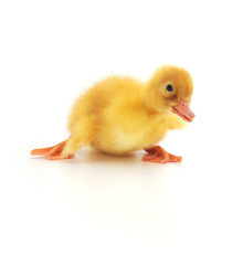 duckling