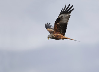 Red kite (Milvus milvus)