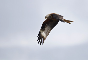 red kite (Milvus milvus)