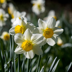 narcissus - sign of spring