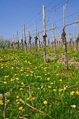 Weinberg im Fr&uuml;hjahr