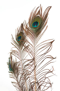 peacock feathe