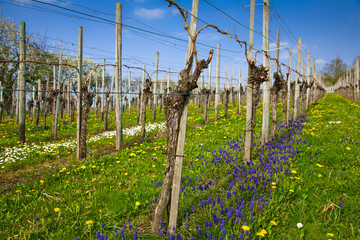 Weinreben im Frühjahr