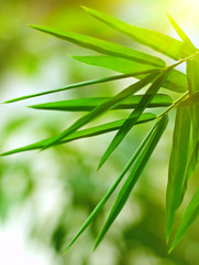 Fototapeta na wymiar liść bambusa