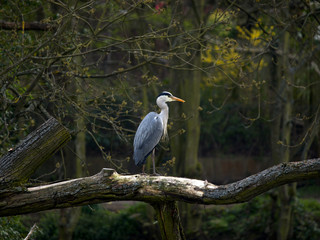 Heron
