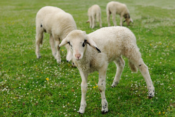 Obraz na płótnie Canvas Lambs on green meadow