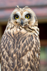 owl portrait