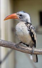 Bucerotidae