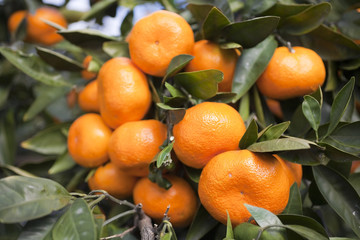 Mikan on the Tree in Japan.