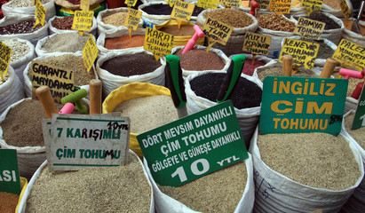 Seed market © fpolat69