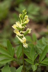 spring field flowers