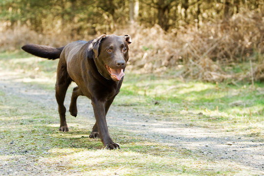 Chocolate Labrador Running In The Countryside