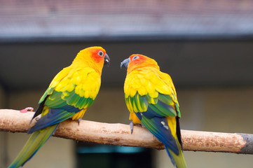 Fototapeta na wymiar Pair of parrots