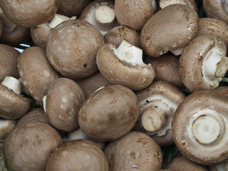 frische Champignons auf dem Markt