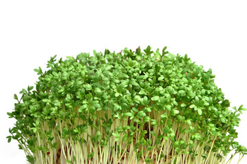 Cress isolated on white background. Young plants.